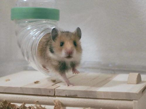 小鼠娱乐吃瓜,吃瓜群众的欢乐时光