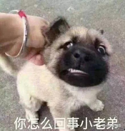 娱乐吃瓜酱狗吃鸡,狗吃鸡背后的娱乐风云